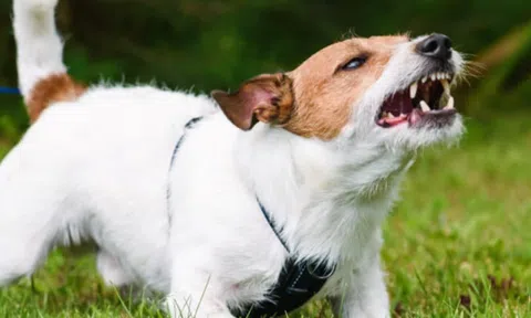 Tại sao chó sủa với người này nhưng lại im lặng với người khác?