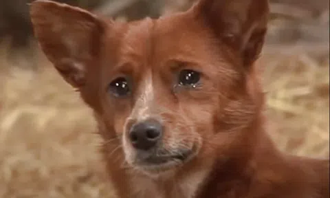 Chú chó mồ côi bật khóc khi phải rời xa mẹ bò, kết cục sau đó khiến người xem xúc động