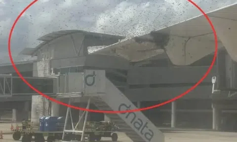 Hành khách và phi hành đoàn 'xịt keo' khi máy bay bị hàng ngàn con ong bao vây