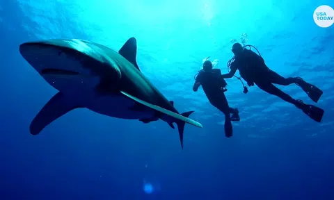 Thực hư tin đồn cá mập tấn công người theo màu sắc quần áo