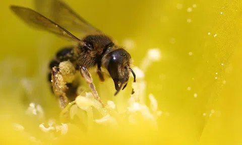 Ong mật đi đâu vào mùa đông?