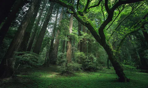 Cây cối có biết đau không?