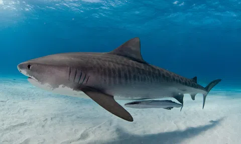 Thực hư tin đồn cá mập sẽ chết nếu ngừng bơi