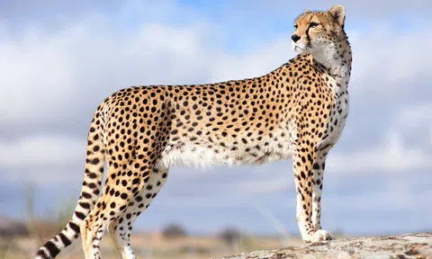 Điểm danh những loài động vật nhanh nhất hành tinh