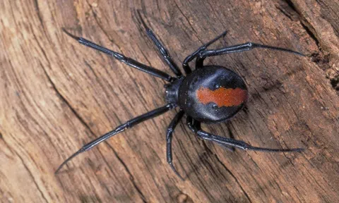 9 loài nhện nguy hiểm nhất hành tinh: Một vết cắn cũng đủ mất mạng