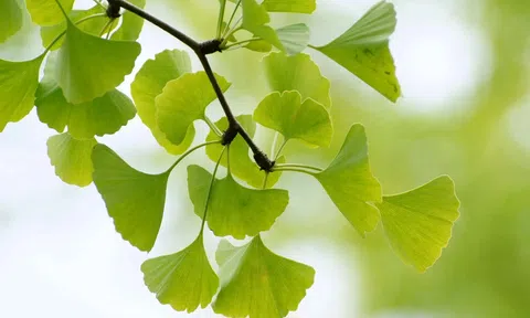 5 loài sinh vật thoát khỏi sự tuyệt chủng vĩnh viễn nhờ con người