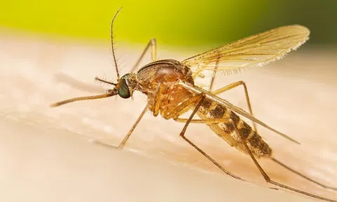 5 cách đơn giản và hiệu quả để tránh bị muỗi đốt