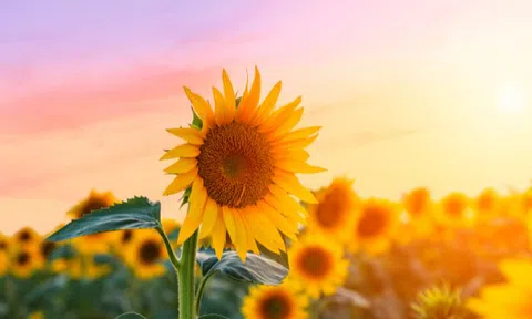 Khoa học lý giải hiện tượng vì sao hoa hướng dương luôn 'di chuyển' về phía mặt trời