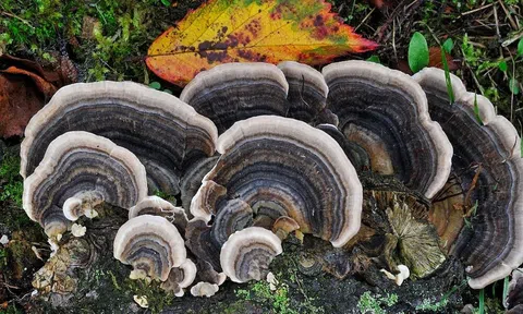 5 loại nấm được ví như 'thần dược' đem lại lợi ích sức khỏe tuyệt vời cho con người