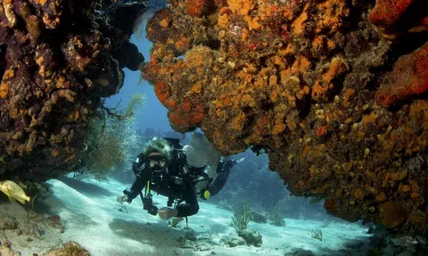 Khám phá mới: San hô có khả năng tự thích nghi để chống lại biến đổi khí hậu