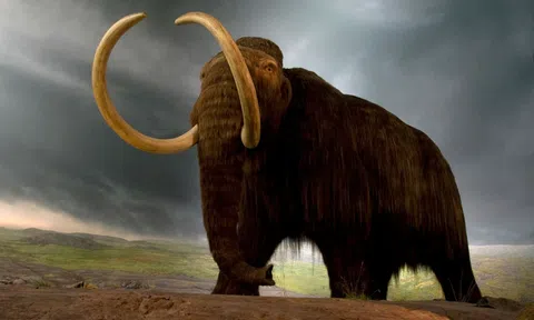 6 loài động vật bị con người săn lùng đến tuyệt chủng