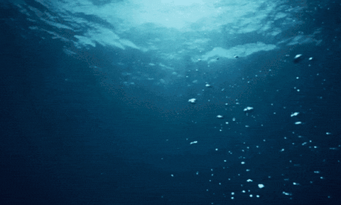 Bạn có biết khoảng một nửa lượng oxy của Trái đất đến từ đại dương?