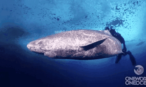 Kinh ngạc loài cá mập sống ở sâu trong đại dương có tuổi thọ lên đến 500 tuổi