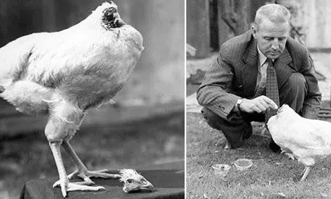 Kinh ngạc chú gà không có đầu vẫn sống tới 18 tháng