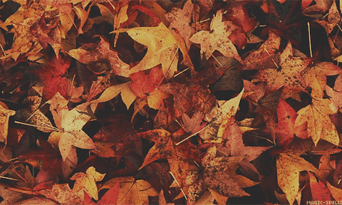 Tại sao cây lại rụng lá vào mùa thu?