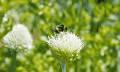 Điều gì sẽ xảy ra với Trái đất nếu loài ong tuyệt chủng?