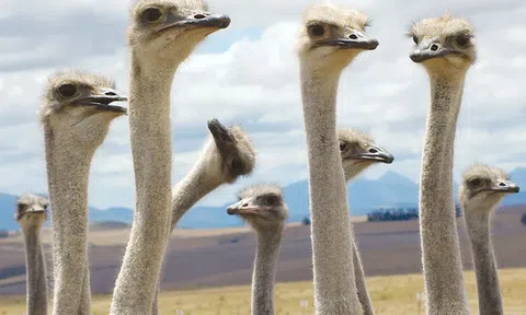 6 loài chim hung hãn và nguy hiểm nhất thế giới