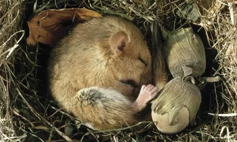 Tại sao một số loài động vật lại ngủ đông?