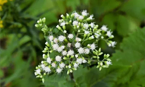 7 loài thực vật chứa kịch độc nguy hiểm nhất thế giới