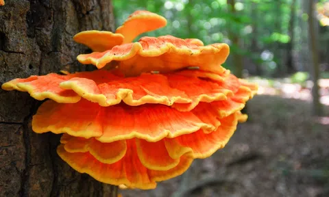 3 loại nấm dại mọc trong rừng cực ngon có thể ăn được