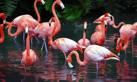 Lý giải vì sao loài hồng hạc lại có bộ lông màu hồng tuyệt đẹp