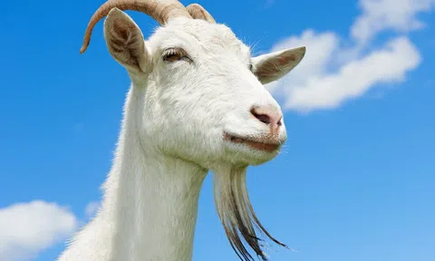 Loài động vật nào thông minh nhất trái đất?