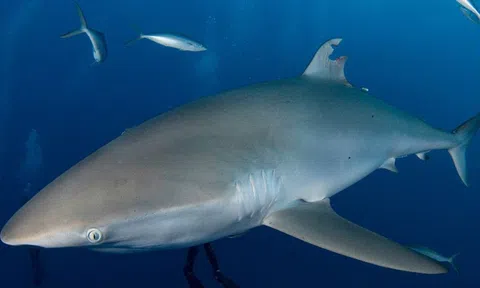 Cá mập 'siêu chữa lành' mọc lại vây sau khi bị con người cắt một khúc lớn