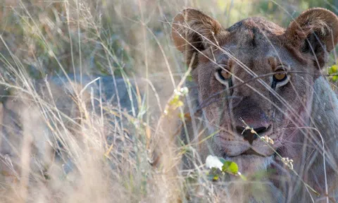 Những loại động vật là thợ săn đáng sợ nhất của tự nhiên