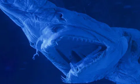 Hóa thạch sống: 12 sinh vật ngày nay trông giống hệt hàng triệu năm trước