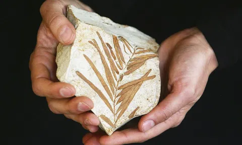 Bí ẩn cây 'hóa thạch sống' bị đóng băng suốt 66 triệu năm cuối cùng đã có lời giải