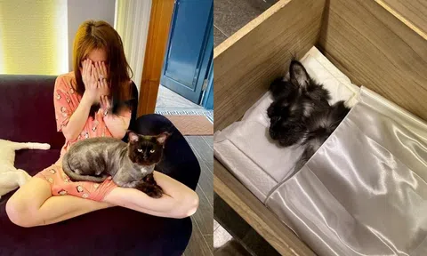 Vợ chồng Trấn Thành - Hari Won đau lòng vì thú cưng qua đời