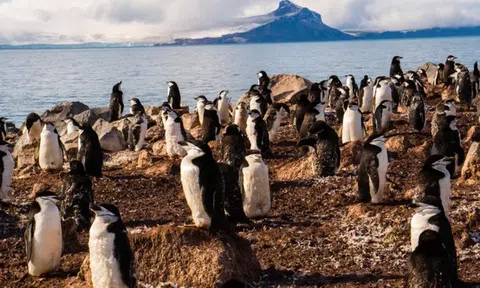 Kỳ lạ loài chim cánh cụt Chinstrap ngủ hơn 10.000 lần mỗi ngày