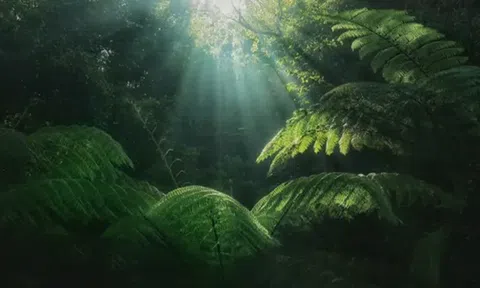 Hóa thạch bị che giấu 1,75 tỷ năm hé lộ manh mối về lịch sử Trái đất