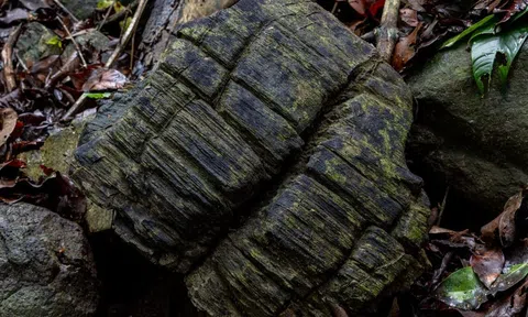 Rừng ngập mặn hóa đá 23 triệu năm tuổi được phát hiện ở Panama