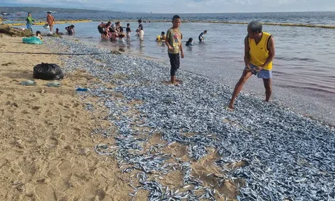 Kỳ lạ hàng triệu con cá mắc kẹt trên bờ biển Philippines: 'Món quà của Thượng đế' hay báo hiệu thảm họa sắp tới?