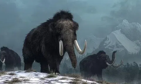 Đi đào than, thợ mỏ bất ngờ phát hiện chiếc ngà của voi ma mút khổng lồ đã tuyệt chủng 10.000 năm trước