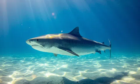 80 triệu con cá mập bị loài người sát hại mỗi năm, nhiều con có nguy cơ tuyệt chủng
