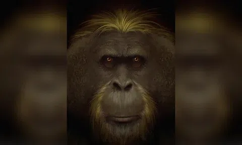 Lý giải sự tuyệt chủng của loài vượn lớn nhất thế giới Giganto