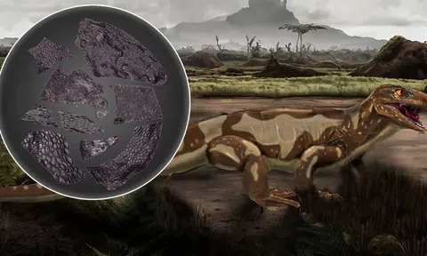 Phát hiện da của sinh vật sống cách đây 290 triệu năm còn 'già' hơn cả khủng long