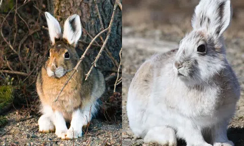 7 loài động vật tự động đổi sang màu trắng muốt vào mùa đông