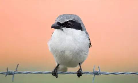 Loggerhead shrike: Loài chim 'đồ tể' tàn bạo xiên con mồi vào dây thép gai