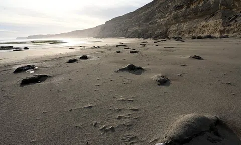 Hải cẩu voi phương Nam chết la liệt trên bờ biển vì nhiễm cúm gia cầm