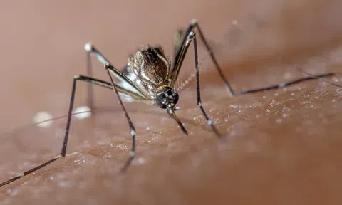 Hàng tỷ con muỗi biến đổi gen đang được thả vào tự nhiên để chống lại sốt xuất huyết