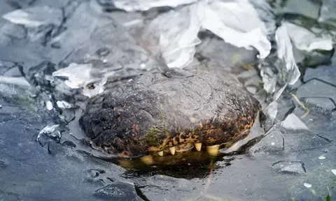 Kỳ lạ cách cá sấu sống sót sau đợt rét đậm bằng cách biến thành 'xác ướp' trong băng