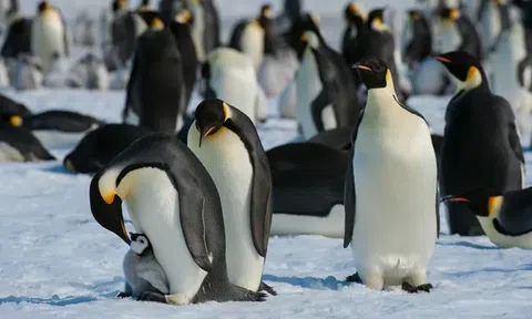 Phát hiện 4 đàn chim cánh cụt Hoàng đế ở Nam Cực theo cách không tưởng