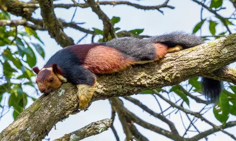 Sóc khổng lồ Ấn Độ: Loài sóc lớn nhất thế giới có visual sặc sỡ bắt mắt