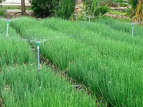 Đồng bằng sông Cửu Long: Tăng cường các giải pháp ứng phó với hạn, mặn