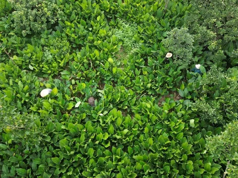 Hà Nội: Làng nghề lá dong Tràng Cát vào vụ Tết