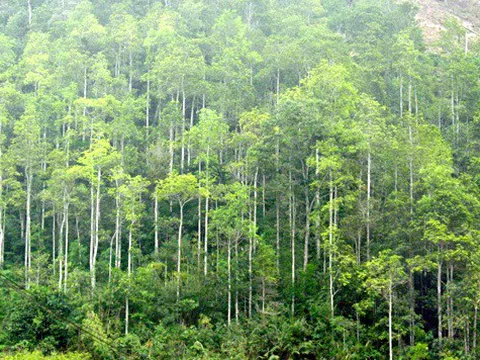 Hà Nội có 10 triệu người nhưng chỉ có hơn 18.500 ha rừng