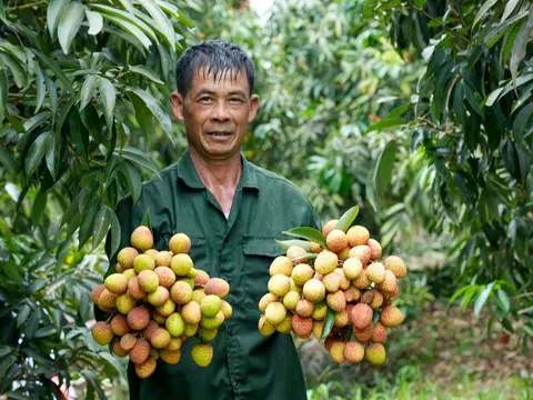 Mùa thu hoạch vải chín sớm Phù Cừ